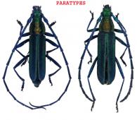 Aglaoschema camusi  Dalens, Tavakilian, & Touroult, 2010  ♂ & ♀  PARATYPES