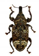 Arniticus circularis Rheinheimer, 2017