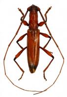 Neoibidionini Gen sp G461