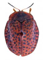 Chelymorpha variolosa   (Olivier, 1790)