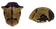 Tragopa sp5