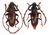 Trachyderes (Trachyderes) succinctus succinctus  (Linnaeus, 1758)  var. ♂ & ♀