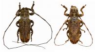 Cyclicasta liturata  (Fabricius,1801)  ♂ & ♀