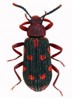 Epiplecta maculata Mäklin, 1864 