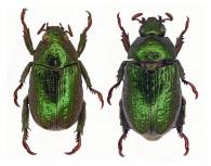 Strigidia granulata  (Gory, 1834)  ♂ & ♀