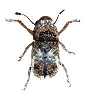 Toxonotus triguttulatus Frieser, 2004