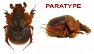 Neoathyreus dalensi  Boilly, 2014  PARATYPE