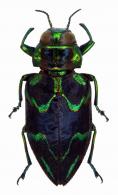 Actenodes adonis Laporte & Gory, 1838