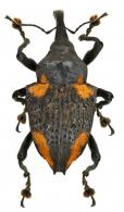 Cratosomus buqueti Guérin, 1829