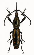Brentinae Gen sp18