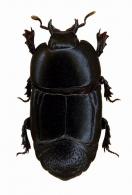 Hololepta sp2