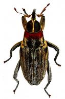 Macrocopturus severini (Heller, 1895)