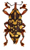 Cholus pantherinus   (Olivier, 1790)