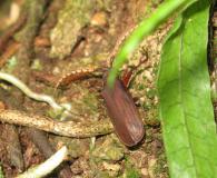 Hyleoza confusa