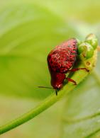 Chelymorpha sp