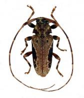 Acanthocinini Gen sp G476