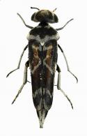 Glipa nigrosignata Chevrolat, 1882