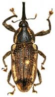 Odontoderes bilineatus (Lacordaire, 1866)