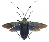 Molchina cf hopei  (Perty, 1833)