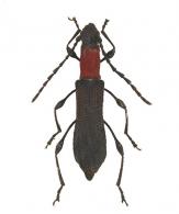 Dihammaphora pusilla  Bates, 1870