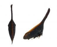 Enchenopa gladius (Fabricius, 1803)