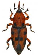 Metamasius dimidiatipennis (Jekel)