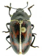 Megischyrus undatus (Olivier, 1792)