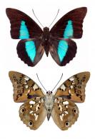 Prepona pylene eugenes  Bates, 1865