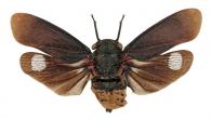 Acraephia perspicillata (Fabricius, 1781)