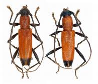 Stizocera kawensis  Galileo & Martins, 2009  ♂ & ♀