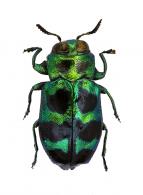Chrysobothris sp9