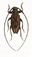 Lepturges (Lepturges) multilineatus  Melzer 1928