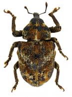 Curculionidae Gen sp107