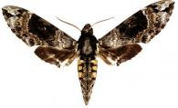 Manduca brunalba  (Clark, 1929)