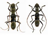 Hexocycnidolon unoculum  (Bates, 1870) ♂ & ♀