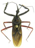 Manicocoris rufipes  (Fabricius, 1787)