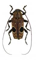 Priscilla hypsiomoides  Thomson, 1864