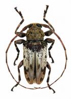Oreodera beneluzi ? Neouze & Tavakilian, 2010