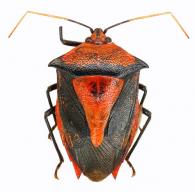 Pentatomidae Gen sp5