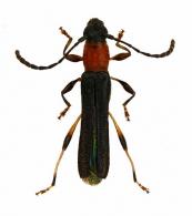 Eclipta pseudoruficollis  (Tavakilian & Penaherrera-Leiva, 2005)