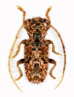 Desmiphora (Desmiphora) santossilvai    Galileo & Martins, 2003