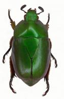 Macraspis pseudochrysis  Landin, 1956