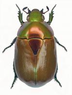 Dorysthetus corruscus   (Serville, 1825)