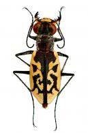 Cylindera (Plectographa) suturalis (Fabricius, 1798)