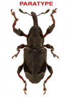 Heilipodus bifenestratus Rheinheimer, 2017  PARATYPE
