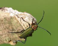 Chrysoprasis festiva