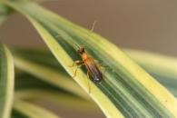 Pretilia tuberculata