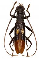 Tropidion biocellatum  Audureau & Tavakilian, 2025