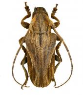 Alexera barii  (Jekel, 1861)