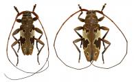 Nyssodrysternum propinquum  (Bates, 1864)  ♂ & ♀